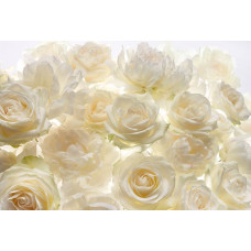 Witte rozen bloemen, elegant weergegeven op een muur in dit fotobehang, ideaal voor een rustige, serene sfeer.