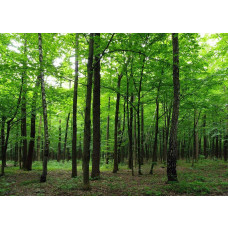 Een fotobehang van een rustgevend bos met bomen in groene tinten.