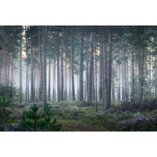 Fotobehang van een rustiek boslandschap, waar bomen bedekt zijn met een laag mist en de natuur in stilte gehuld is.