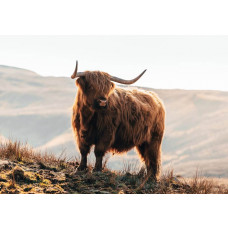 Fotobehang van een imposante Schotse hooglander in de bergen, met een natuurlijk landschap en wilde bizons.