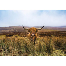 Schotse hooglander in een weids natuurgebied, afgebeeld tegen een natuurlijke achtergrond van heide en bos.