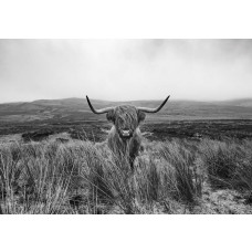 Zwart-wit afbeelding van een Schotse hooglander, vastgelegd in een natuurlijke omgeving met een serene sfeer.