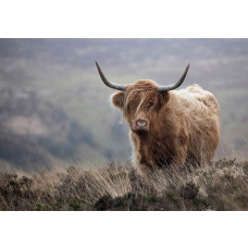 Fotobehang van een Schotse hooglander in de wildernis, met een natuurlijke en wilde uitstraling.