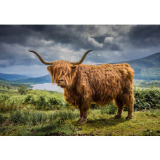 Dit fotobehang toont een Schotse hooglander in het berglandschap, met een serene achtergrond van bergen en groene velden.