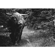 Zwart-wit fotobehang van een Schotse hooglander in het bos, met een sereen en mystiek gevoel.