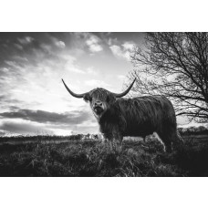 Schotse Hooglander in zwart-wit, gefotografeerd bij zonsondergang op een uitgestrekte heide, fotobehang voor een robuuste natuurlijke uitstraling.