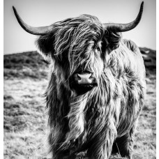 Fotobehang van een Schotse hooglander in zwart-wit, afgebeeld in een natuurlijke omgeving.