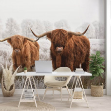 Een fotobehang met grazende Schotse hooglanders in een natuurweide, perfect voor een kantoor.