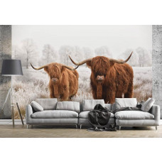 Een natuurlijk fotobehang met Schotse hooglanders in een weide met heide, ideaal voor een woonkamer.