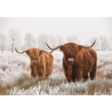 Schotse hooglanders grazen vredig in een weelderige weide, omringd door uitgestrekte heidevelden.