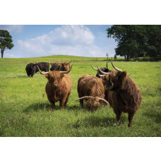 Fotobehang van Schotse hooglanders in de natuur, dieren in hun element.