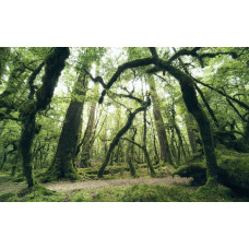 Een mysterieus bos op fotobehang met een magische sfeer.