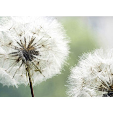 Een fotobehang van een sierlijke paardenbloem in close-up, dat een verfijnde en rustige sfeer biedt.