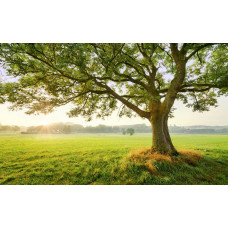 The Magic Tree in een weide met alpen natuur en een grote boom.