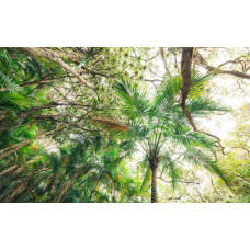 Dichte bladeren en hoge bomen in een tropisch bos, weergegeven in dit fotobehang voor een avontuurlijke sfeer.