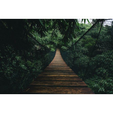 Fotobehang van een touwbrug die door een tropisch regenwoud slingert, omgeven door dichte jungle en groene natuur.