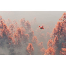 Fotobehang van een vliegtuig dat boven een mistig dennenbos vliegt, met bomen die bedekt zijn met dauw.