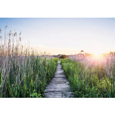 Fotobehang wandelpad in de avondzon met een houten pad tussen hoog gras en een warme zonsondergang.