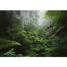 Fotobehang van een weelderig groen bos in een paradijselijke jungle, waar dichte bladeren en bomen het landschap vullen.