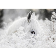 Fotobehang van een wit paard in een besneeuwd bloemenlandschap.