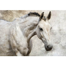 Fotobehang Wit Paard