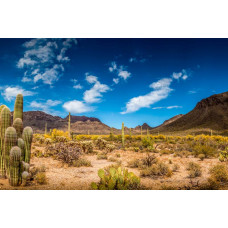 Fotobehang van een woestijnlandschap met cactussen, tegen een achtergrond van een heldere lucht en zandduinen.