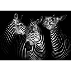 Fotobehang met zebra’s, zwart-wit dierenpatroon.