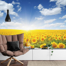 Fotobehang Zonnebloemen in het Zonlicht