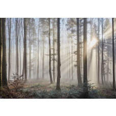 Fotobehang van zonnestralen die door de bomen in een bos schijnen, rustgevend natuurthema.