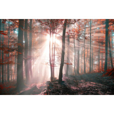 Fotobehang van zonnestralen die door de bomen van een herfstbos breken, met een schilderachtig natuurlandschap.