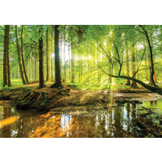 Zonnig fotobehang van een bos met bomen en zonnestralen die op een rivier schijnen.