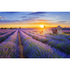 Zonsondergang boven een lavendelveld, met bloemen die de horizon vullen, afgebeeld op fotobehang.