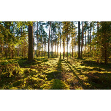 Fotobehang van een zonsopkomst in het bos, waar de zonnestralen door de bomen heen breken en het landschap verlichten.