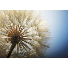 Close-up fotobehang van een paardenbloem, natuur in detail vastgelegd.