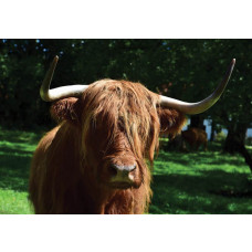 Schotse hooglander fotobehang, dieren in hun natuurlijke habitat.