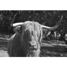 Schotse hooglander in zwart-wit fotobehang, dieren in een rustieke setting.