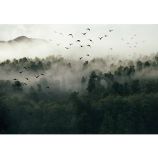 Vogels in de mist fotobehang met bos, bomen en een mystiek landschap.