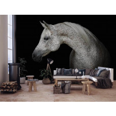 Een fotobehang van een wit paard voor de huiskamer.