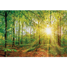 Fotobehang van een zonnig bos met bomen en zonnestralen die door de bladeren breken.