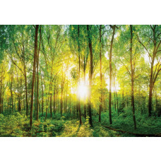 Zonnig bos fotobehang met dichte bomen en gouden zonnestralen die door het bladerdak schijnen.