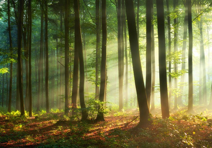 Fotobehang Bos vol Zonnestralen