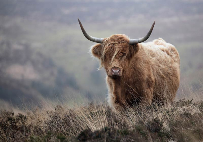 Fotobehang Schotse Hooglander in de Wildernis